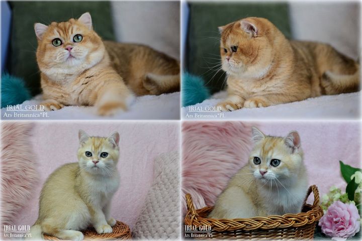 Irial Gold Ars Britannica*PL - teraz i jako podlotek 😀