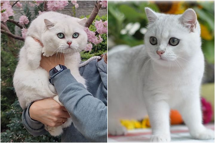 NL*Jadwiga's Ramses tej wiosny i jako kilku miesięczny kociak