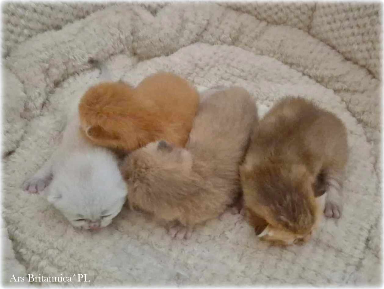 Miot kociąt złotych i srebrnych w hodowli Ars Britannica*PL