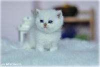 /louis