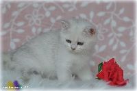 /louis