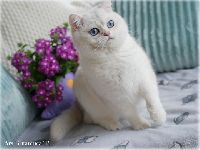 /yasha