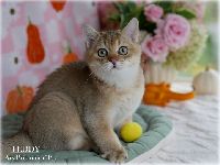 /teddy