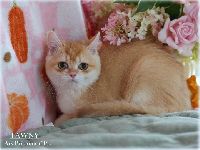 /tawny