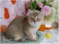 /teddy