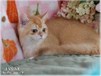 /tawny