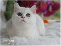 /stellar