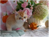 /tawny