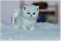 /louis