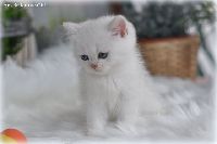 /louis