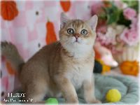 /teddy