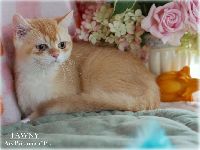 /tawny