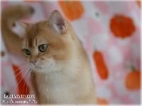 /vividfox