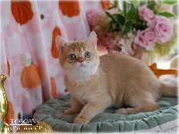 /tosca