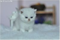/louis