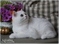 /pablo