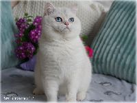 /yasha