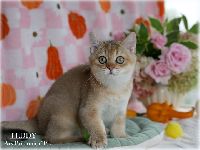 /teddy