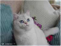 /yasha
