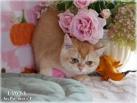 /tawny