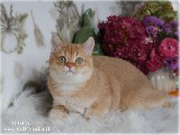 /tosca