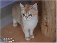 /nevada