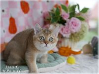 /teddy