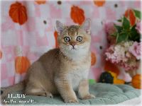/teddy
