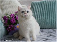 /yasha
