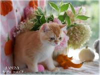 /tawny