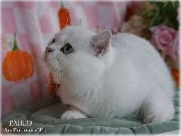 /pablo