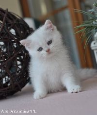 /louis