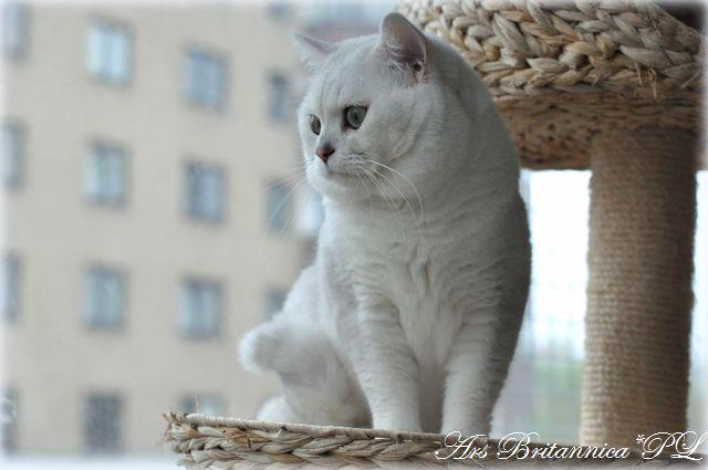 GIC GB*Templegates Casanova