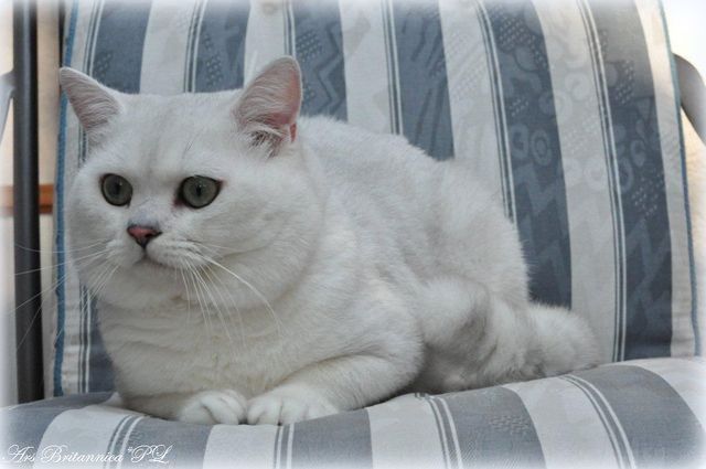 GIC GB*Templegates Casanova