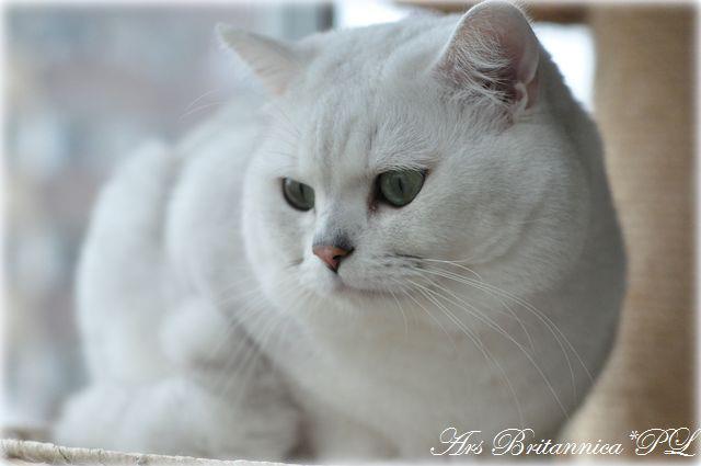 GIC GB*Templegates Casanova