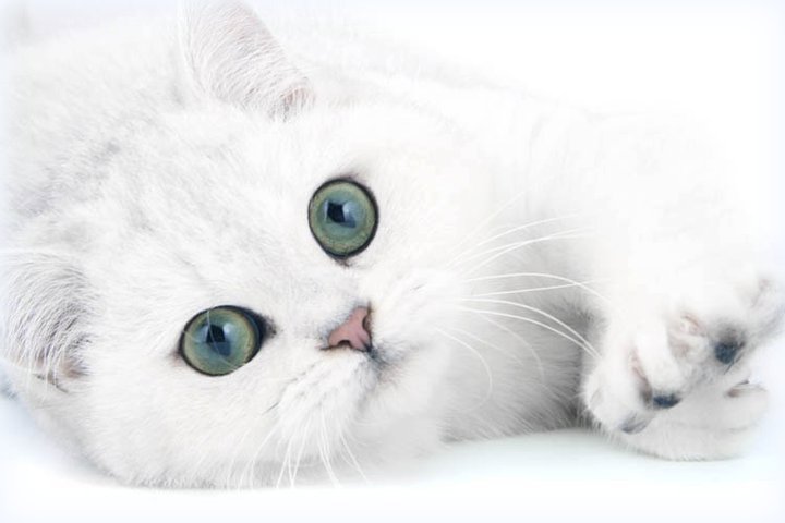 SC GB*Torridonian Elora Danan