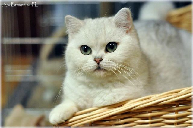 SC GB*Torridonian Elora Danan