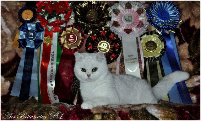 SC GB*Torridonian Elora Danan