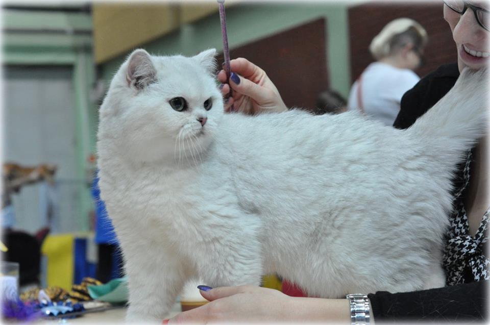 SC GB*Torridonian Elora Danan