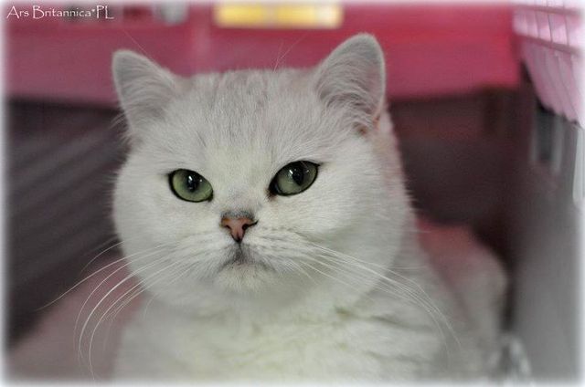 SC GB*Torridonian Elora Danan