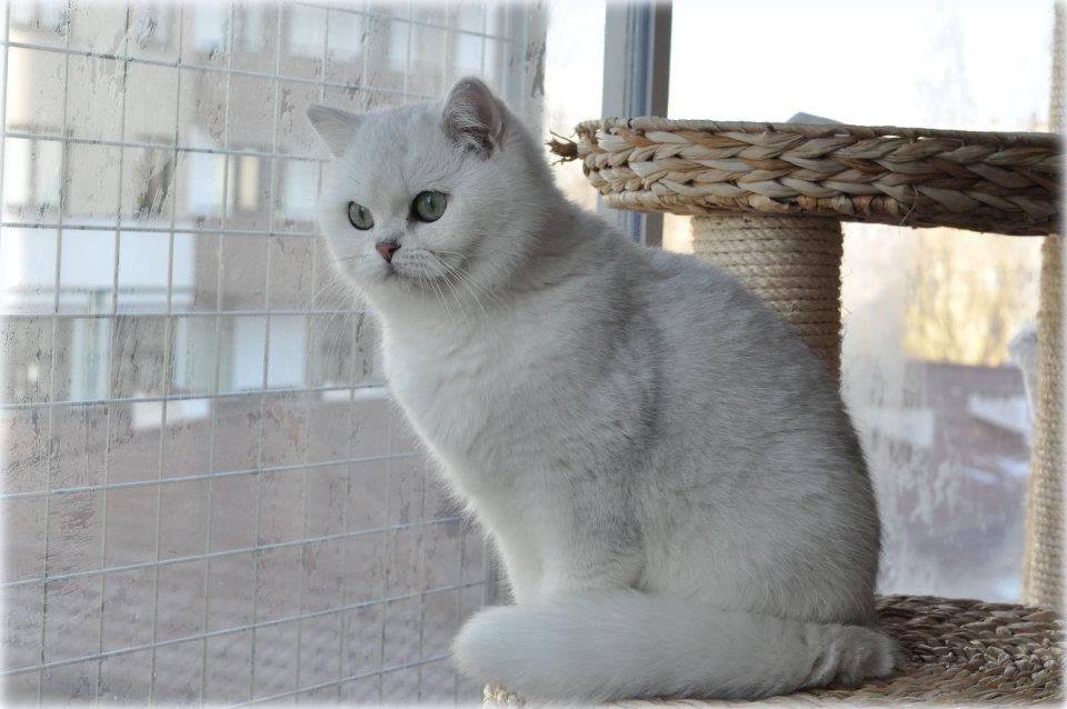 SC GB*Torridonian Elora Danan