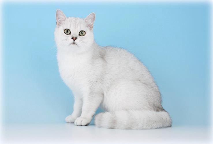 CH GB*Torridonian Tallulah