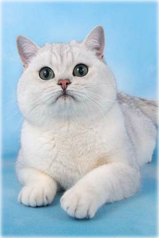 CH GB*Templegates Shadowfax