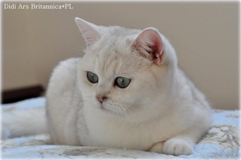 Didi Ars Britannica*PL