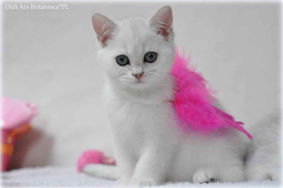 Didi Ars Britannica*PL