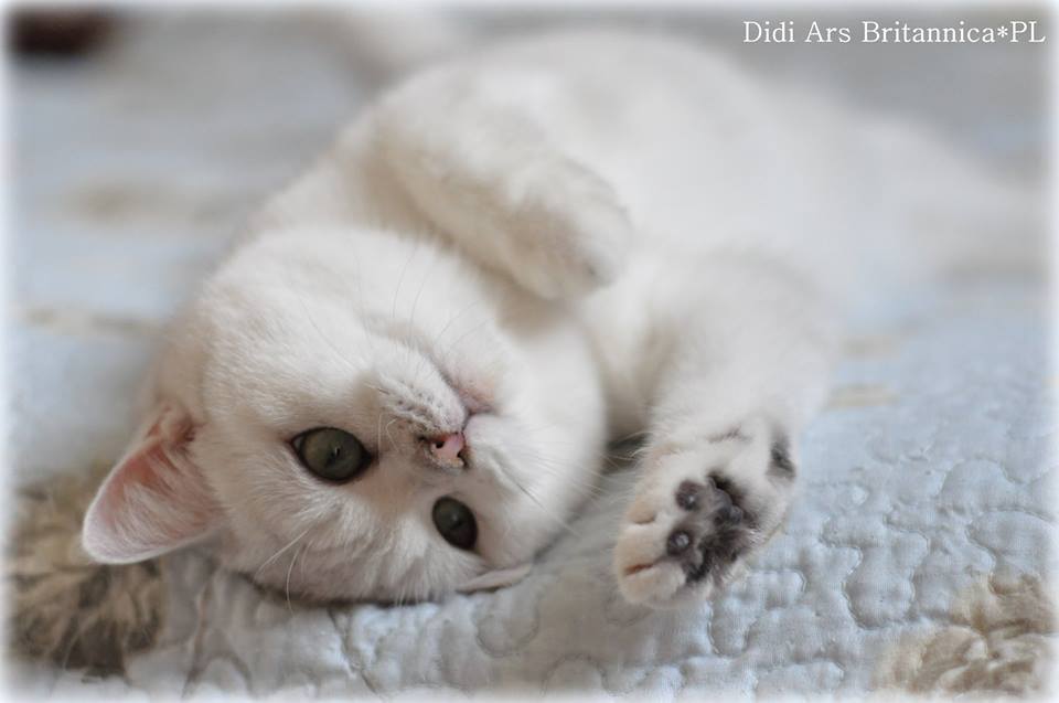 Didi Ars Britannica*PL