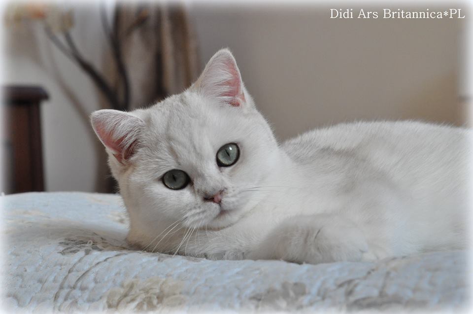 Didi Ars Britannica*PL