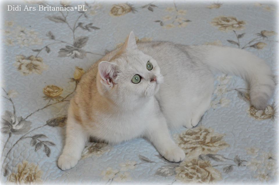 Didi Ars Britannica*PL