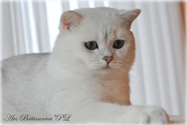 GIC I Love You Viva Vogue*RU