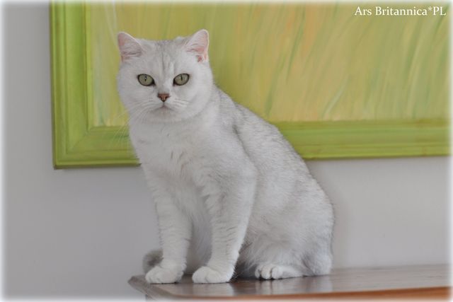 Duffy Golden Teddys*PL